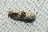 Cochylis posterana