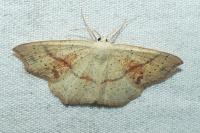 Cyclophora punctaria