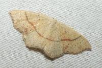 Cyclophora punctaria