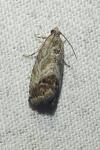 Cydia splendana