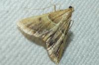 Endotricha flammealis