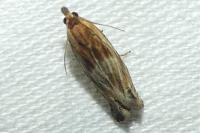 Eucosma cana