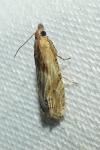 Eucosma cana