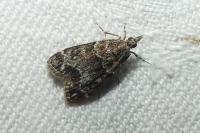 Eudonia mercurella
