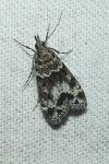 Eudonia mercurella