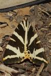 Euplagia quadripunctaria