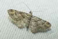 Gymnoscelis rufifasciata