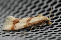 Aethes bilbaensis