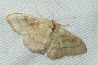 Idaea rubraria