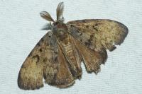 Lymantria dispar