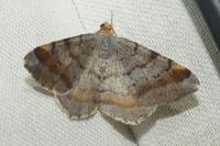 Macaria liturata