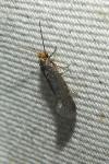 Cephimallota crassiflavella