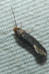 Cephimallota crassiflavella