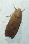 Noctua pronuba