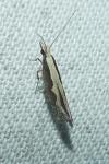 Plutella xylostella