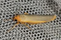 Manulea complana