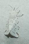 Spilosoma lubricipeda