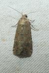 Spodoptera exigua