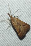 Synaphe punctalis
