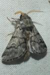 Thaumetopoea pityocampa