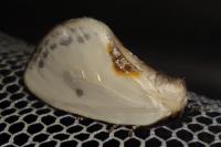 Cilix hispanica