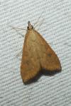 Udea ferrugalis