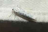 Yponomeuta