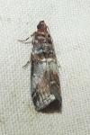 Acrobasis advenella