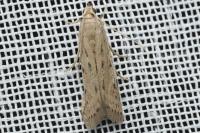 Phycitodes