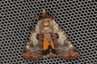 Epilecta linogrisea