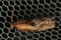 Eucosma cana