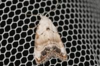 Nola infantula