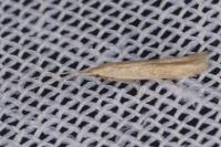 Coleophora