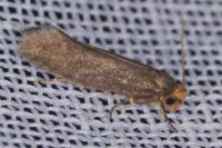 Cephimallota crassiflavella