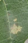 Choreutis nemorana