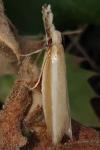 Pleurota aristella