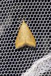 Udea ferrugalis