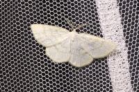 Cabera exanthemata