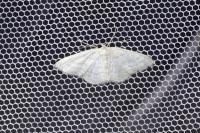 Idaea subsericeata