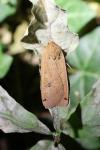 Noctua pronuba