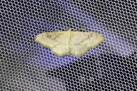 Idaea rubraria