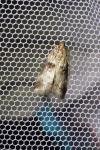 Acrobasis tumidana