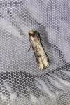 Axylia putris