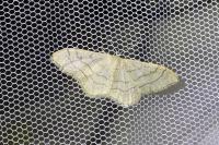 Idaea aversata
