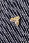 Endotricha flammealis