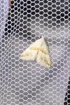 Eublemma parva
