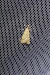 Synaphe punctalis