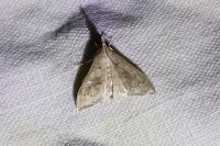 Mecyna asinalis
