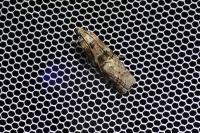 Phycita roborella