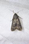 Agrotis ipsilon